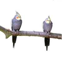 Vögel