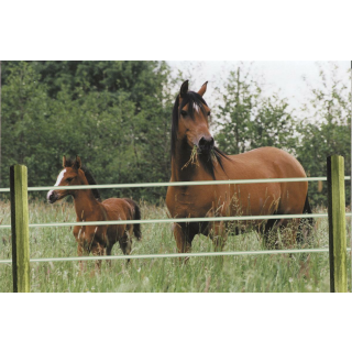 OCTO-WOOD  Festzaunpfahl 60 x 2000 mm