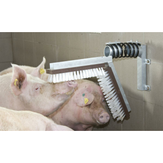 Schweine Kratzbürste