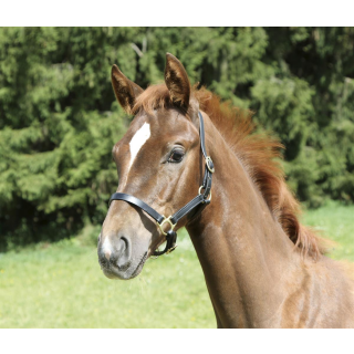 Fohlenhalfter Eco Leder schwarz