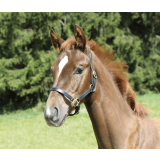 Fohlenhalfter Eco Leder schwarz