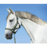 Nylonhalfter Hippo, Foal anthrazit/lemon