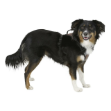 Hundegeschirr Pulsive, braun, 50-62cm, 56-74cm