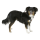 Hundegeschirr Pulsive, braun, 50-62cm, 56-74cm