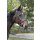 Trensenzaum Classic Leder, schwarz, Vollblut