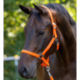 Nylonhalfter Hippo, Foal orange